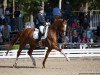 stallion Scarosso (German Sport Horse, 2012, from Sandoro)