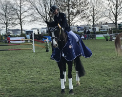 Springpferd Fevita VDL (KWPN (Niederländisches Warmblut), 2010, von Classe VDL)