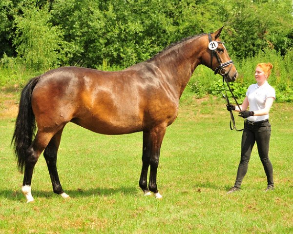 Zuchtstute Tacyra (Trakehner, 2013, von Saint Cyr)