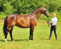 Zuchtstute Tacyra (Trakehner, 2013, von Saint Cyr)