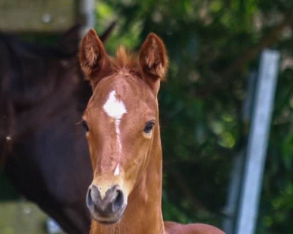 dressage horse Fantastiko EM (Oldenburg, 2021, from Fuechtels Floriscount OLD)