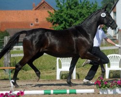 broodmare Schwalbennacht (Trakehner, 2008, from Kostolany)