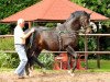 stallion Saint Cyr (Trakehner, 2007, from Kostolany)
