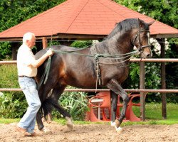 Deckhengst Saint Cyr (Trakehner, 2007, von Kostolany)