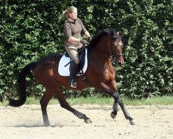 dressage horse Songway (Trakehner, 2006, from Summertime)