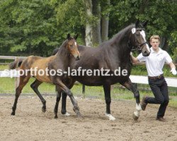 Zuchtstute Sierra Nevada (Trakehner, 2012, von Freudenfest)