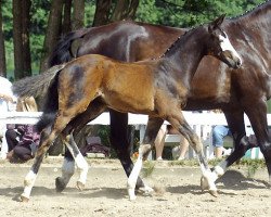 stallion Sherlock Holmes (Trakehner, 2010, from Freudenfest)