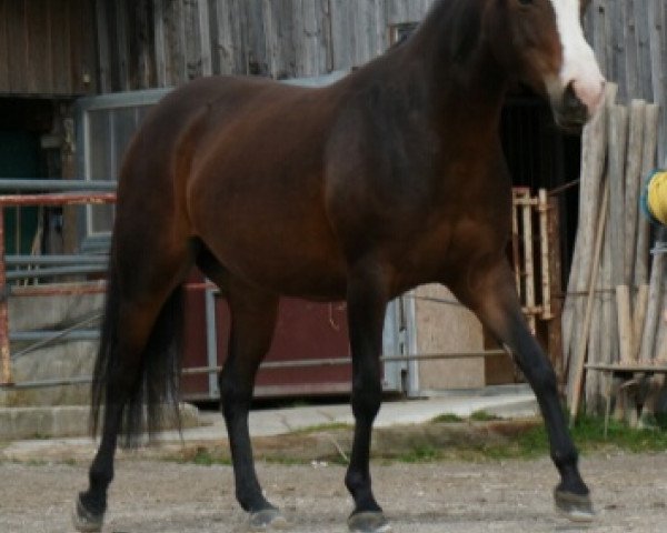 broodmare Saphira (Quarter Pony,  , from McCues Leo San frost)