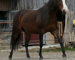 broodmare Saphira (Quarter Pony,  , from McCues Leo San frost)