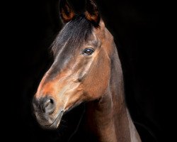 horse Calmiro (Austrian Warmblood, 2003, from Cromatico)