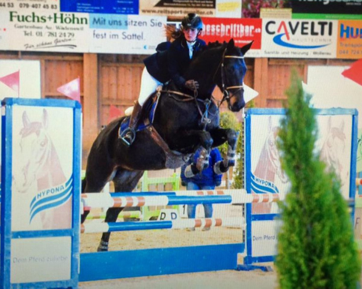 dressage horse Springtime (Trakehner, 2007, from Summertime)