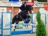dressage horse Springtime (Trakehner, 2007, from Summertime)