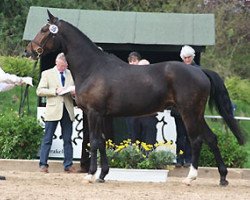 broodmare Song of Joy (Trakehner, 2006, from Freudenfest)