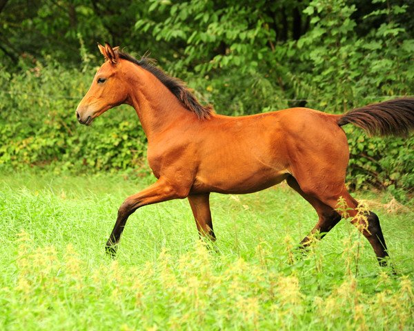 broodmare Schwalbe's Beauty (Trakehner, 2018, from High Motion 2)