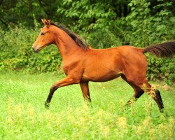 Zuchtstute Schwalbe's Beauty (Trakehner, 2018, von High Motion 2)