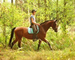 broodmare Schwalbenland (Trakehner, 2015, from Touch my Heart)