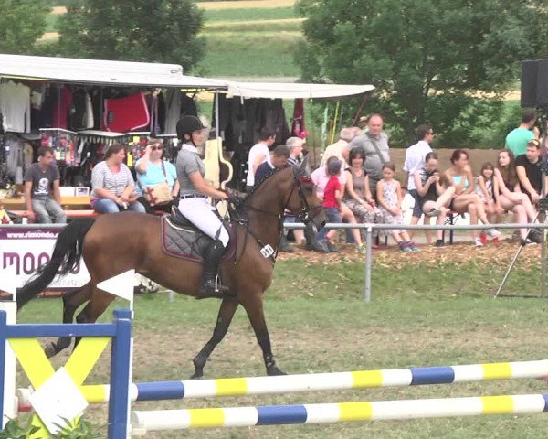 Reitturnier Herrenberg-Gültstein 2017