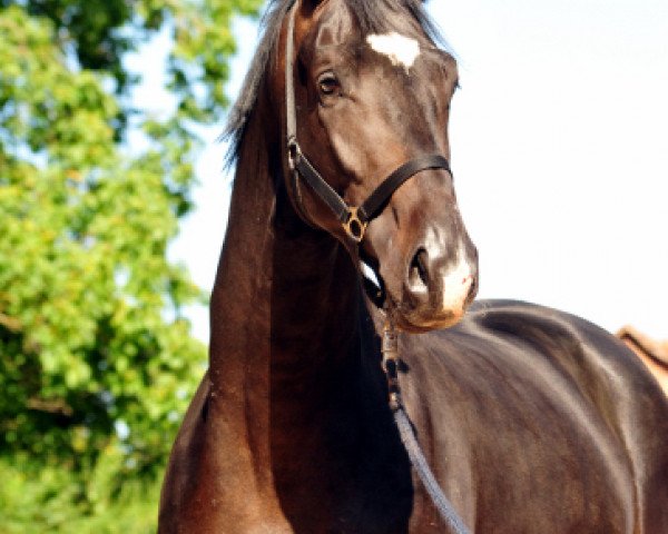 dressage horse Sir Kosto (Trakehner, 2014, from Kostolany)