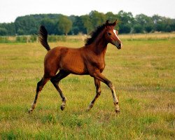 dressage horse Schwalbenaura (Trakehner, 2018, from Kacyro)