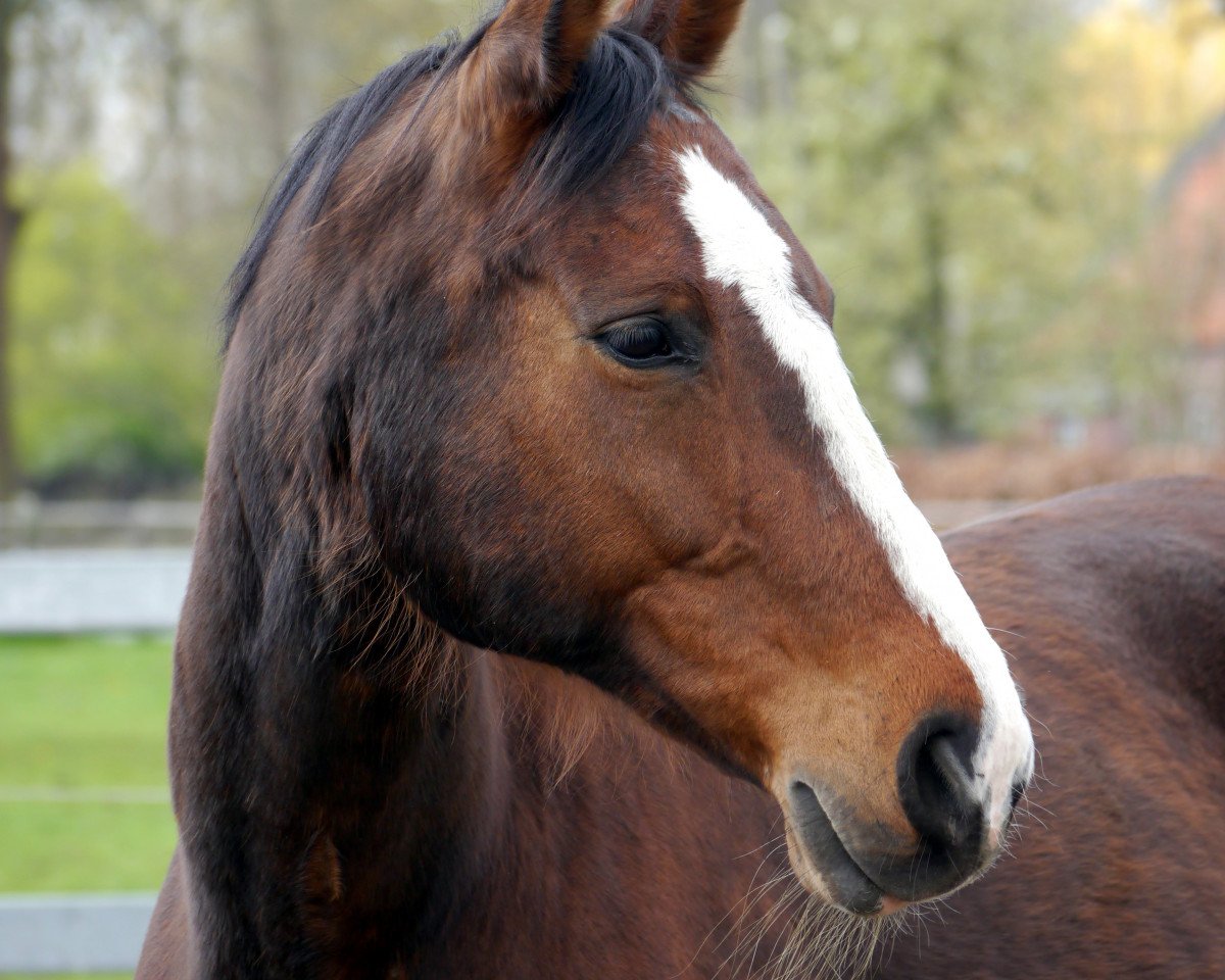 broodmare Carisma (Westphalian, 2000, from Carismo II 123 FIN)