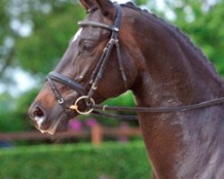 broodmare Schwalbenmelodie (Trakehner, 2010, from Kostolany)