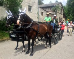 Springpferd Schwalbenprinz (Trakehner, 2009, von Kostolany)