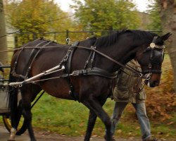 Zuchtstute Schwalbenmärchen (Trakehner, 2007, von Kostolany)