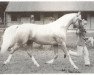 stallion Moonshine Vision (Arab half breed / Partbred, 1985, from Zalaman)