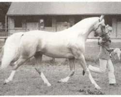 Deckhengst Moonshine Vision (Arabisches Halbblut / Partbred, 1985, von Zalaman)