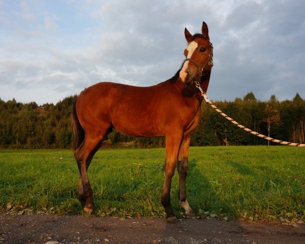 horse Aphelion (Quarter Pony,  , from David Frost)