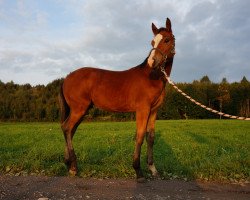 Pferd Aphelion (Quarter Pony,  , von David Frost)