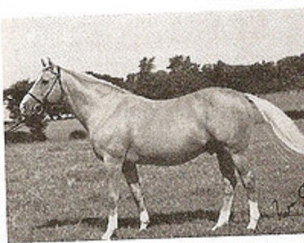 stallion Mr Sun Tan (Palomino, 1956, from Mayfair III xx)