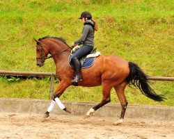 Dressurpferd Kabriola (Trakehner, 2013, von Freudenfest)