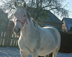 broodmare Bounty (Hanoverian, 2003, from Brentano II)