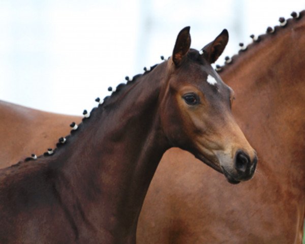 dressage horse For Me W (Westphalian, 2017, from Finest)