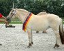 broodmare Juvena (Fjord Horse, 2006, from Valør Halsnæs)