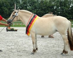 broodmare Juvena (Fjord Horse, 2006, from Valør Halsnæs)