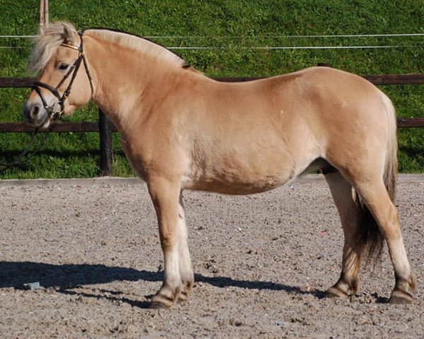 broodmare Laurina (Fjord Horse, 2007, from Rånn N.2659)
