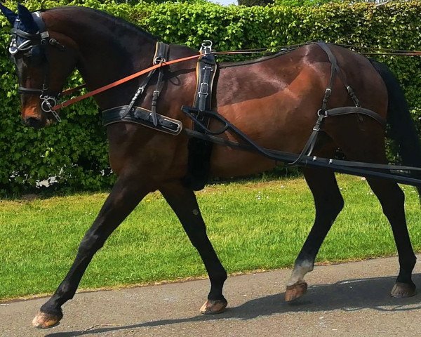 Pferd Sydney 138 (Zweibrücker, 1998, von Sir Satchmo)