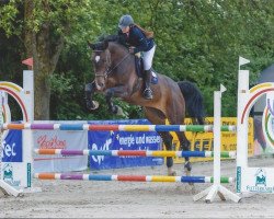 jumper Carletta (Oldenburg show jumper, 2007, from Converter I)