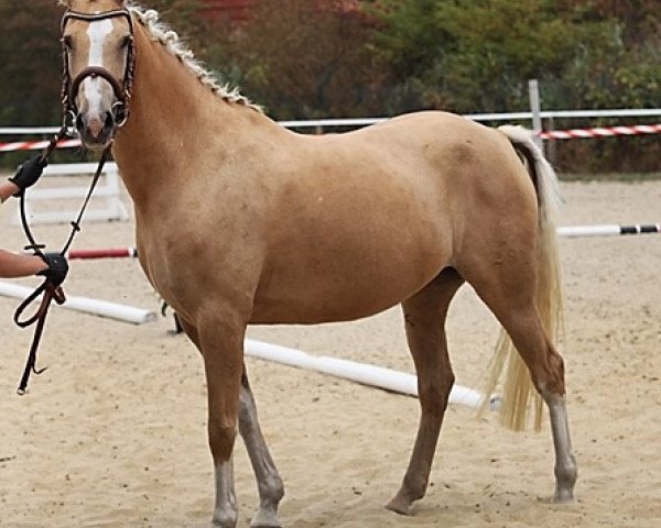 Zuchtstute Lupolina (Deutsches Reitpony, 2011, von Jonker's Socrates)