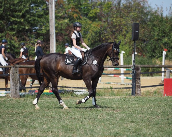 broodmare Charisma 141 (Hanoverian, 1998, from Carbid 3)