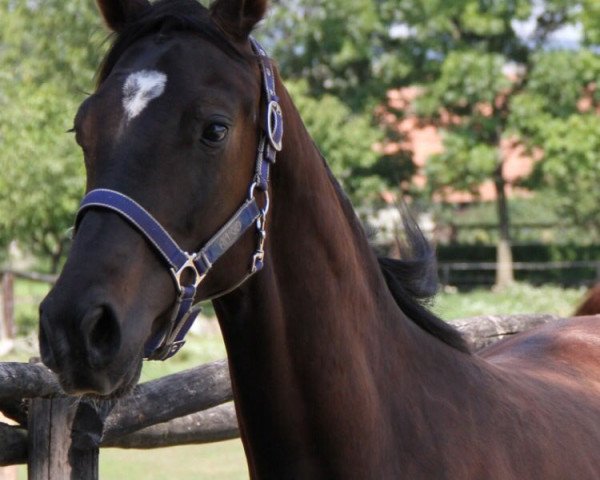 dressage horse Costa Rica (Austrian Warmblood, 2015, from Christ)