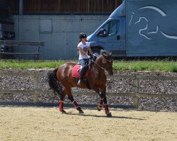 dressage horse Leeroy 34 (Westphalian, 1997, from Landjonker (Fruhling))