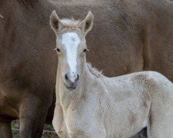 broodmare Petit Hope Never Dies (German Riding Pony, 2019, from Genscher)