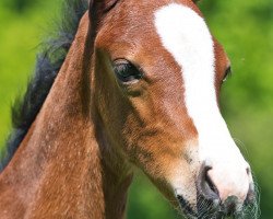 broodmare Mojita R (Westphalian, 2018, from Mochito)