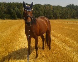 broodmare Tutti i colori (Thoroughbred, 2008, from Le Vie Dei Colori xx)