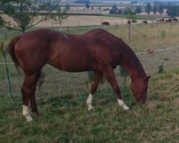 broodmare CK Sign The Card (Quarter Horse, 1990, from Tee J Poco Skeet)