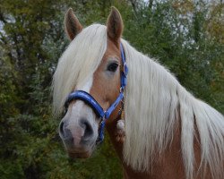 Pferd Janka 69 (Haflinger, 2000)