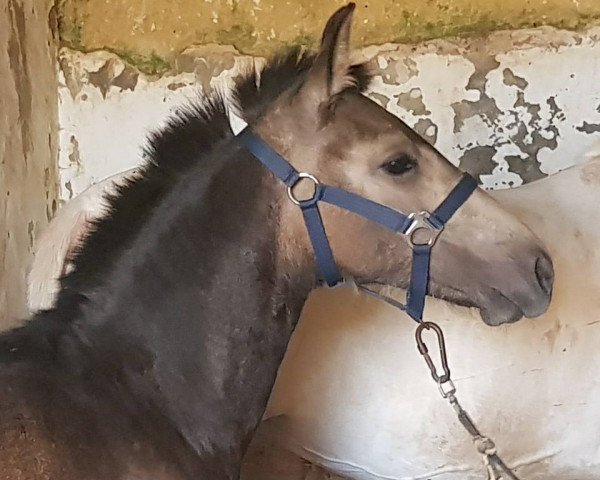 Pferd MAESTRA DE FINCA BARROCO (Barockpinto, 2018)